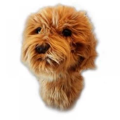 Daphnes Doodle Dog Driver Headcover